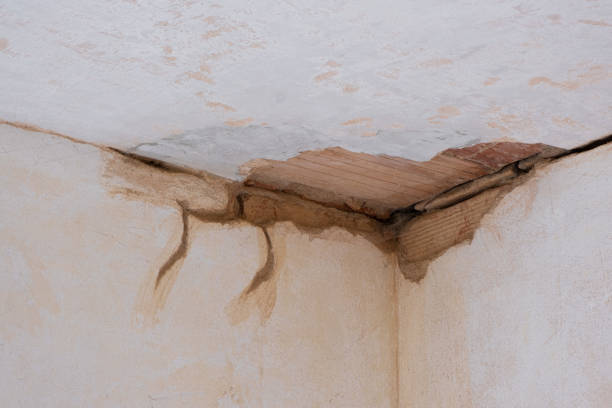 Best Professional water damage repair  in Forest, MS